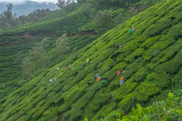 Single-Origin Tea
