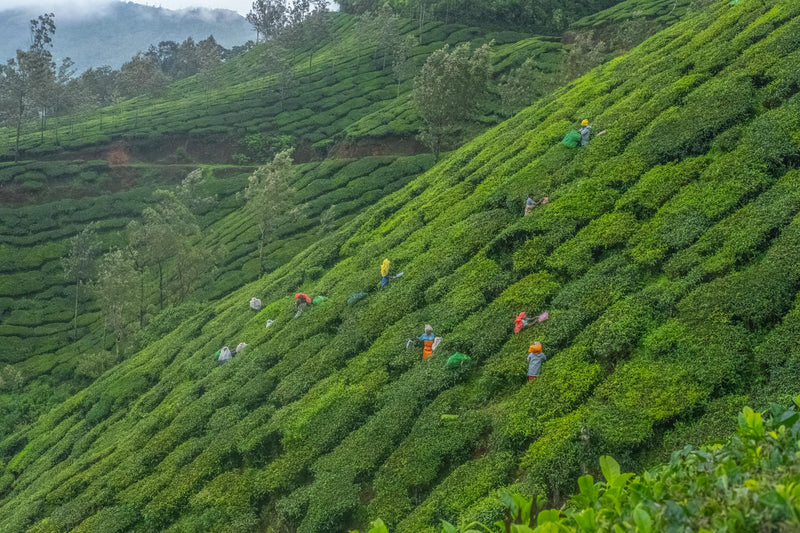 Single-Origin Tea
